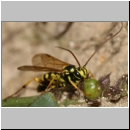 Banchus crefeldensis - Schlupfwespe 05a 12mm OS-Wallenhorst-Lehmkuhle fdet02.jpg